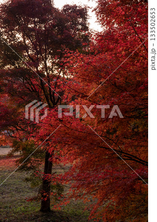 夕暮れの紅葉樹 133502653