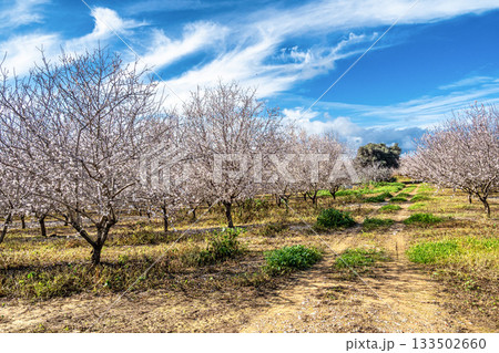 Blooming trees at the small village Vila Nova de Cacela in Portugal. Blooming trees at the small village Vila Nova de Cacela in Portugal. 133502660