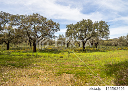 Cork Oak forest at Hortas de Baixo near Arronches, Alentejo, Portugal. 133502693