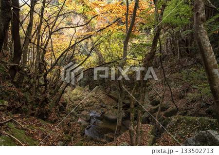 晩秋の滝川渓谷の流れと紅葉 133502713