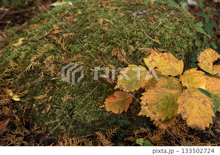 苔むした岩と黄葉の葉 苔むした岩と黄葉の葉 133502724