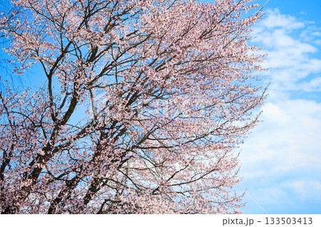 桜と青空 桜と青空 133503413
