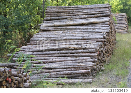 Stacked coniferous logs in the forest 133503419