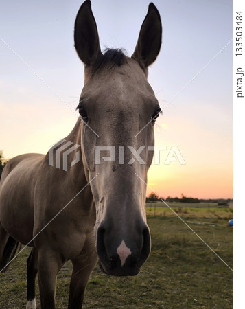 A Savrasai horse with expressive eyes and a noticeable white diamond-shaped pattern on its muzzle. A Savrasai horse with expressive eyes and a noticeable white diamond-shaped pattern on its muzzle. 133503484