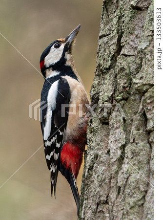 Great Spotted Woodpecker (Dendrocopos major) closeup, clinging to bark in Sweden Great Spotted Woodpecker (Dendrocopos major) closeup, clinging to bark in Sweden 133503613