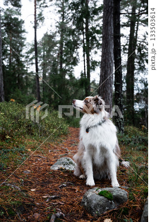 Miniature red merl Australian shepherd dog looking right and sniffing while sitting on a trail in Sweden 133503614