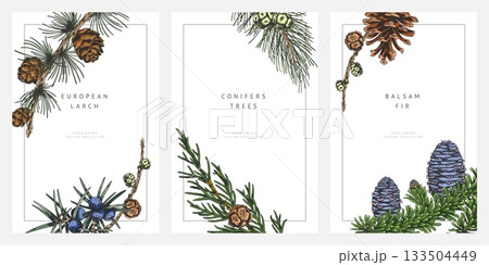 Conifer trees branches with cones hand drawn frame design vector set, Balsam fir, European Larch, Juniper, pine sketch Conifer trees branches with cones hand drawn frame design vector set, Balsam fir, European Larch, Juniper, pine sketch 133504449