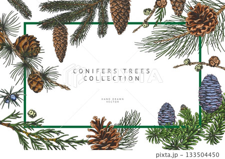 Conifer trees branches with cones collection hand drawn vector banner design, pine, Cypress, Larch, fir, Juniper 133504450