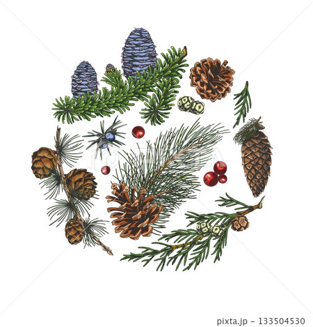 Conifer trees branches with cones collection hand drawn vector round illustration, fir pine, Cypress, Juniper, mistletoe Conifer trees branches with cones collection hand drawn vector round illustration, fir pine, Cypress, Juniper, mistletoe 133504530