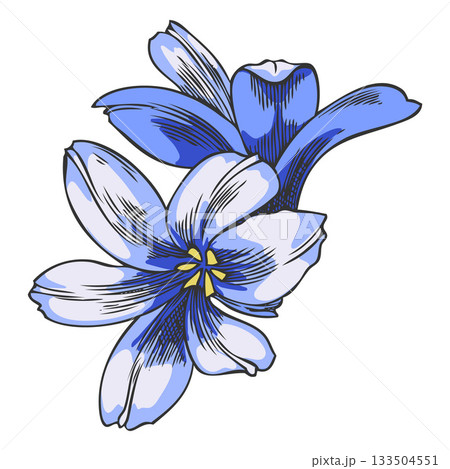 Hyacinth flowers bunch sketch vector icon, hand drawn spring blue buds blossom plant, blooming herb, botanical design Hyacinth flowers bunch sketch vector icon, hand drawn spring blue buds blossom plant, blooming herb, botanical design 133504551
