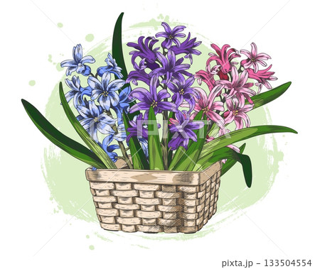 Hyacinth flowers with leaves in a wicker basket sketch, vector vintage floral design, hand drawn spring blossom bouquet 133504554