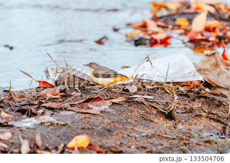 川にいるキセキレイ 133504706