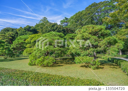 青空バックに見る見事な枝ぶりの古い松の情景 133504720