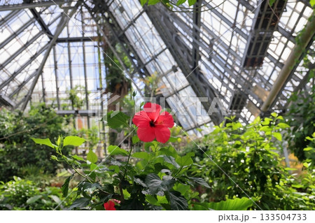 鮮やか　ハイビスカスの花 133504733