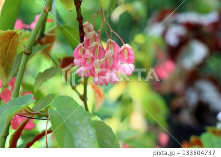 可愛い　キダチベゴニアの花 133504737