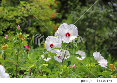 大輪 タイタンビカスの花 大輪 タイタンビカスの花 133504741