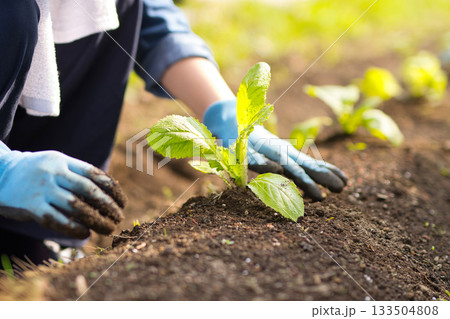 畑に野菜の苗を植える若い女性 畑に野菜の苗を植える若い女性 133504808
