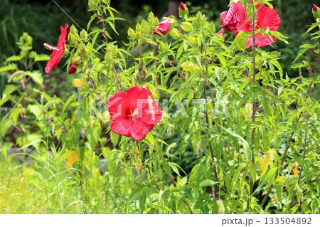 大輪 タイタンビカスの花 大輪 タイタンビカスの花 133504892
