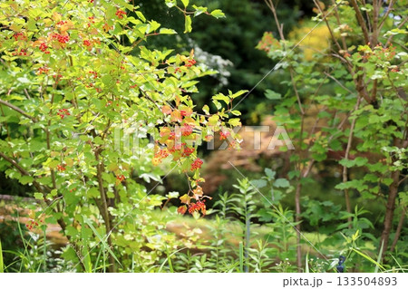 可愛い ガマズミの実 可愛い ガマズミの実 133504893