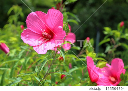 大輪　タイタンビカスの花 133504894