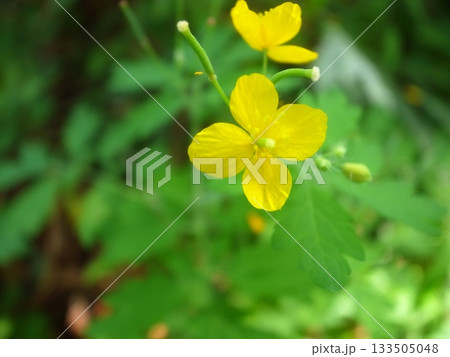 クサノオウ 133505048