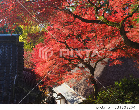 紅葉のある風景　4 133505274