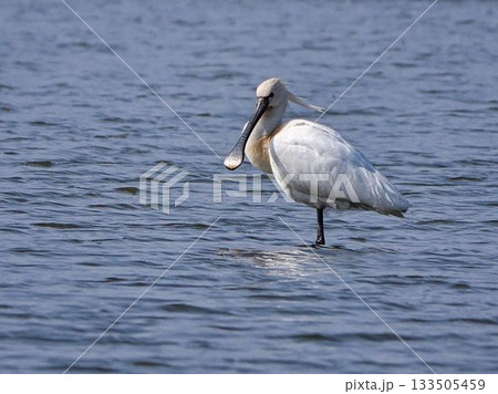 水面を飛ぶコサギ 133505459