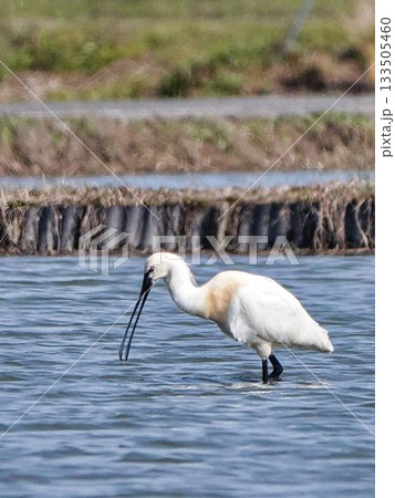川魚を捕らえたコサギ 133505460