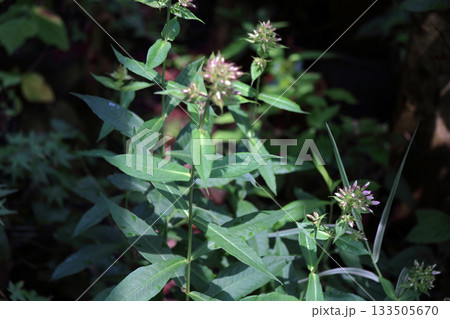 フロックスクサキョウチクトウ宿根フロックスキキョウナデシコ 133505670