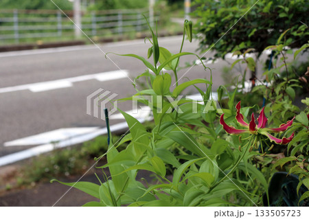 グロリオサ狐百合キツネユリ百合車ユリグルマ 133505723