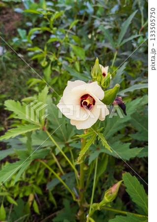 オクラの淡黄色の花 133505750