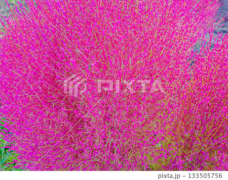 赤く色付いたコキア 133505756