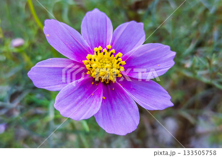 コスモスの薄紫色の花 133505758
