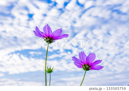 コスモスの薄紫色の花 コスモスの薄紫色の花 133505759