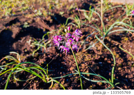 ラッキョウの薄紫色の可愛い花 133505769
