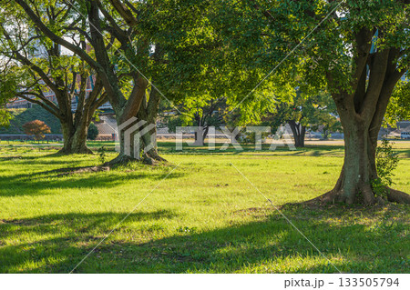 秋の淀川河川公園長柄地区風景　大阪市 133505794