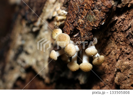 秋、気温が下がるとともに朽木脇から発生するナラタケのふかふかしたキノコ幼菌（自然環境下マクロ撮影） 133505808
