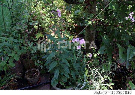 フロックスクサキョウチクトウ宿根フロックスキキョウナデシコ フロックスクサキョウチクトウ宿根フロックスキキョウナデシコ 133505839