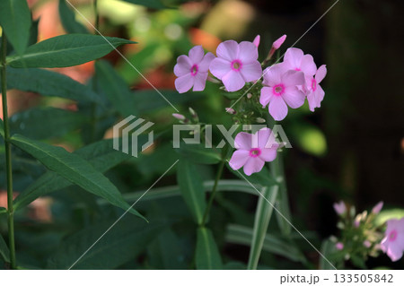 フロックスクサキョウチクトウ宿根フロックスキキョウナデシコ 133505842