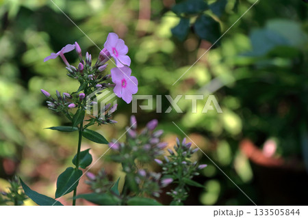 フロックスクサキョウチクトウ宿根フロックスキキョウナデシコ 133505844