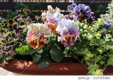 おしゃれなフリルビオラの寄せ植え 133505862