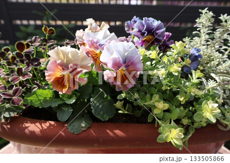 おしゃれなフリルビオラの寄せ植え おしゃれなフリルビオラの寄せ植え 133505866