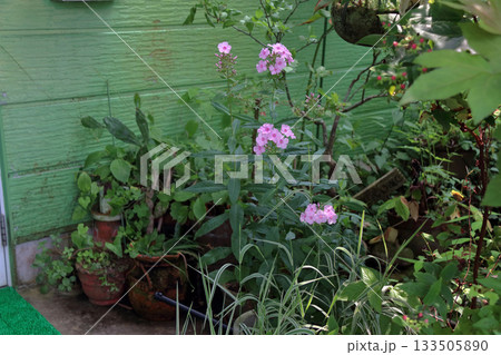 フロックスクサキョウチクトウ宿根フロックスキキョウナデシコ 133505890