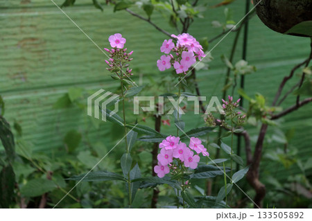 フロックスクサキョウチクトウ宿根フロックスキキョウナデシコ 133505892