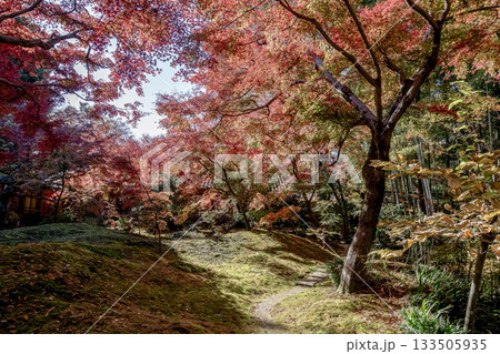 苔庭のある寺院と紅葉で知られる最勝寺【茨城県筑西市】 133505935