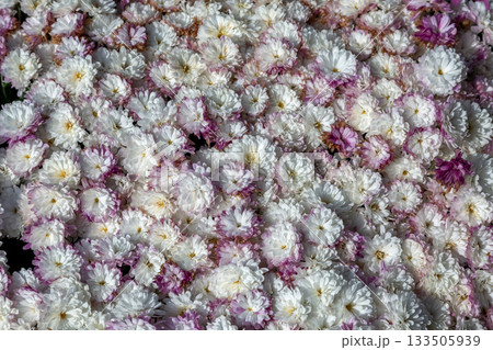 白い色と桃色小菊群の造形美【背景素材】 133505939