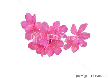 Pink oleander flower Pink oleander flower 133506008