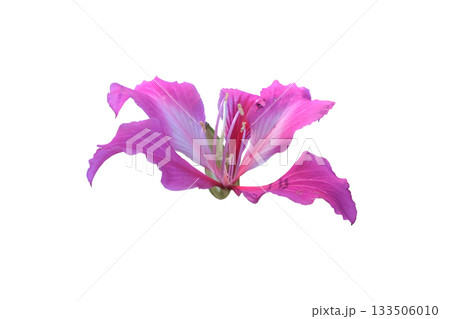 Bauhinia purpurea flower (Hong Kong Orchid ) Bauhinia purpurea flower (Hong Kong Orchid ) 133506010