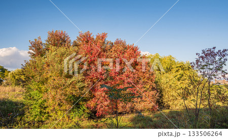 淀川河川公園赤川地区ワンドの樹林 色づく木々 大阪市 淀川河川公園赤川地区ワンドの樹林 色づく木々 大阪市 133506264