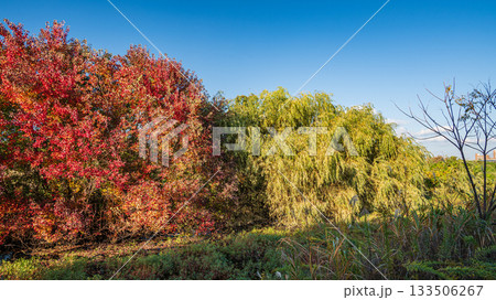 淀川河川公園赤川地区ワンドの樹林　色づく木々　大阪市 133506267